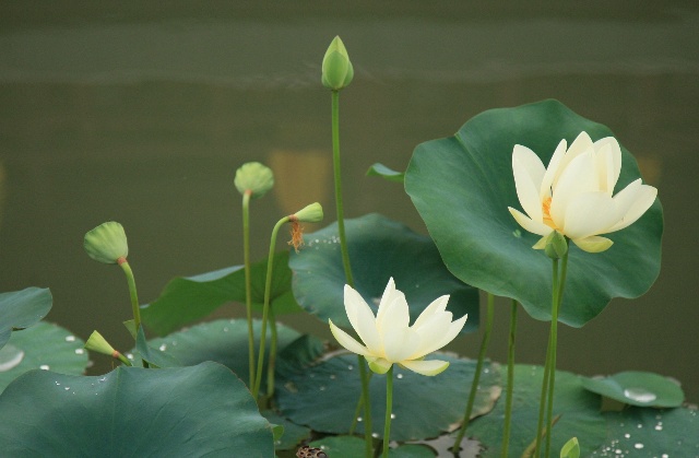 花什么观成语_成语花根什么心(3)