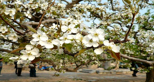 大兴梨花庄园赏万亩梨园1日游(情迷花海.梦醉梨乡)