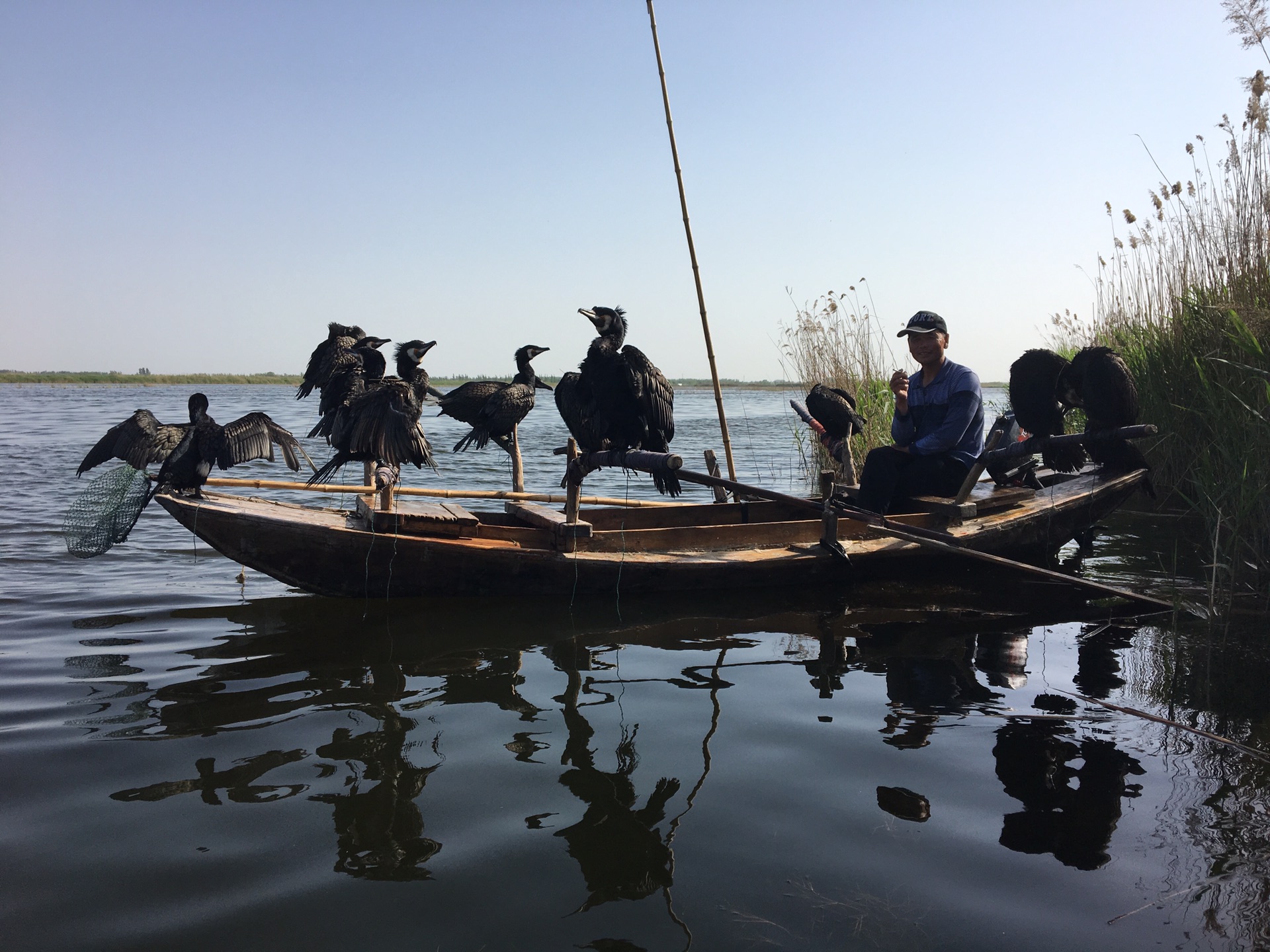 烧车淀(白洋淀湿地)      