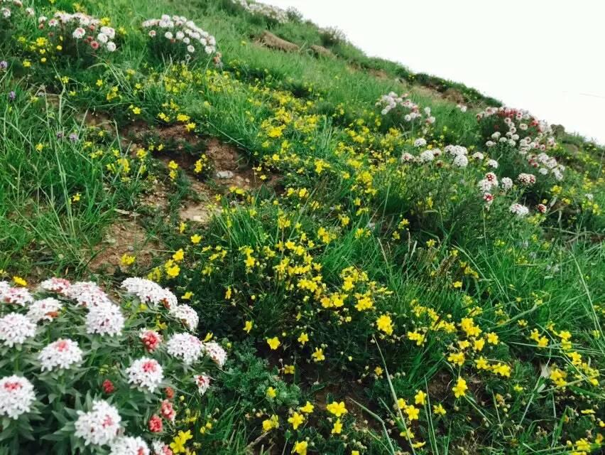 路边的野花太漂亮了,漫山遍野的.