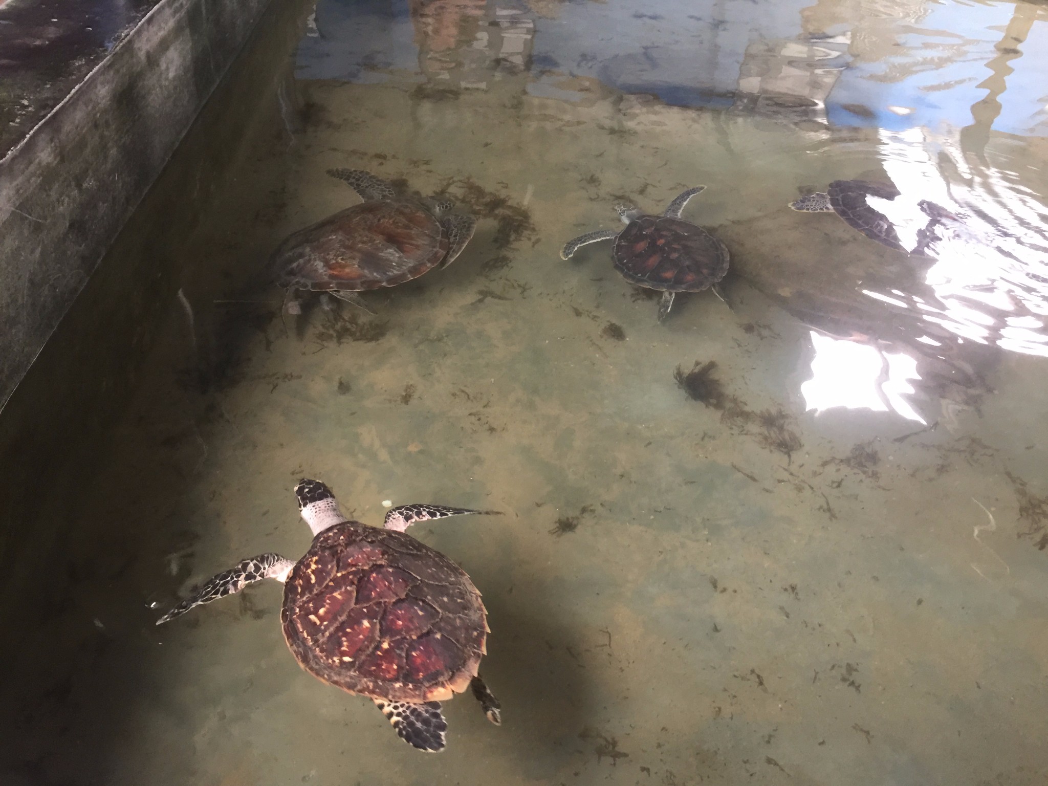 wKgBZ1kXD6eAD5SOAAeKPjVNBoM06.jpeg?imageView2%2F2%2Fw%2F600%2Fh%2F600%2Fq%2F90