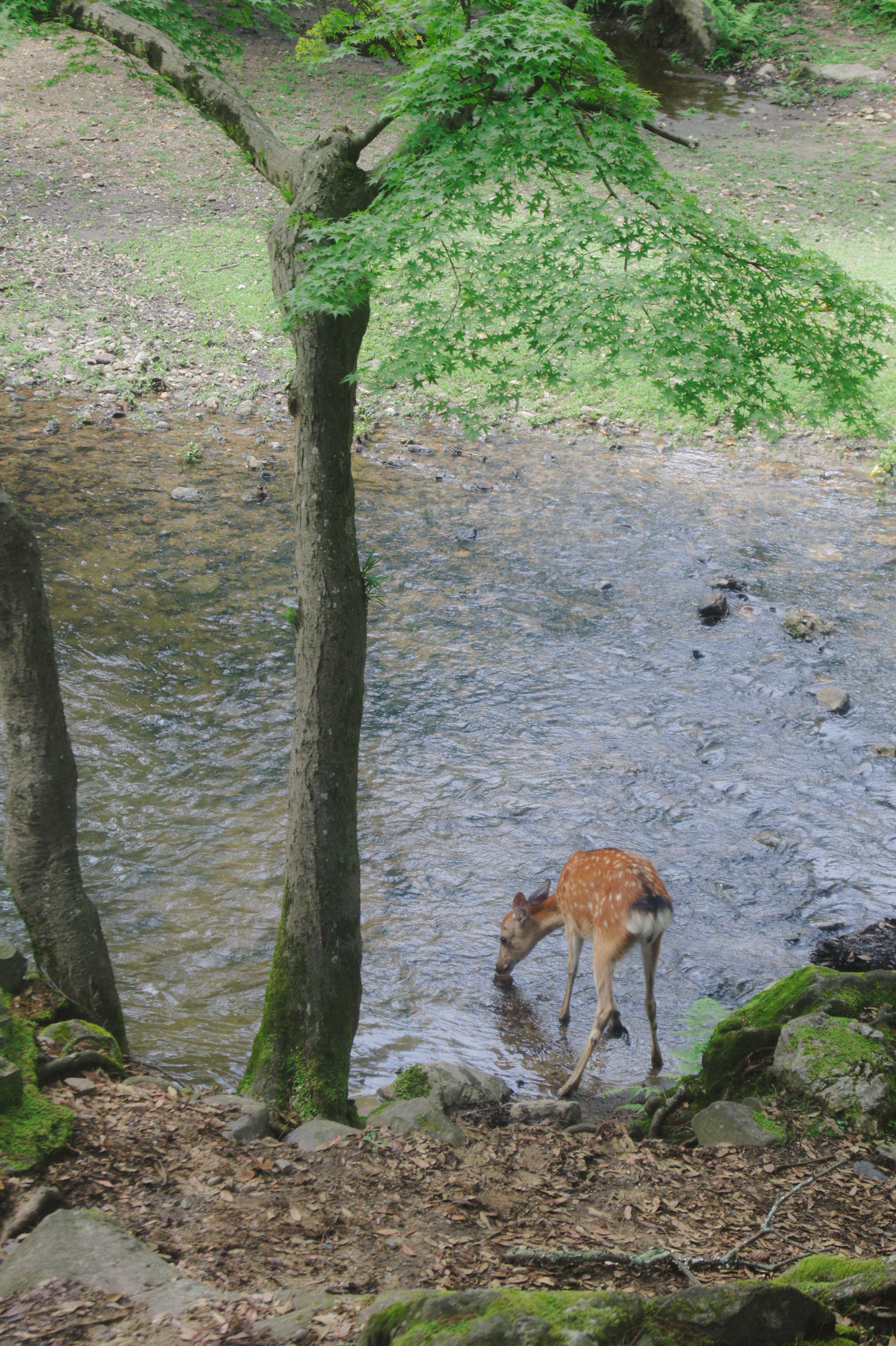 小鹿饮水