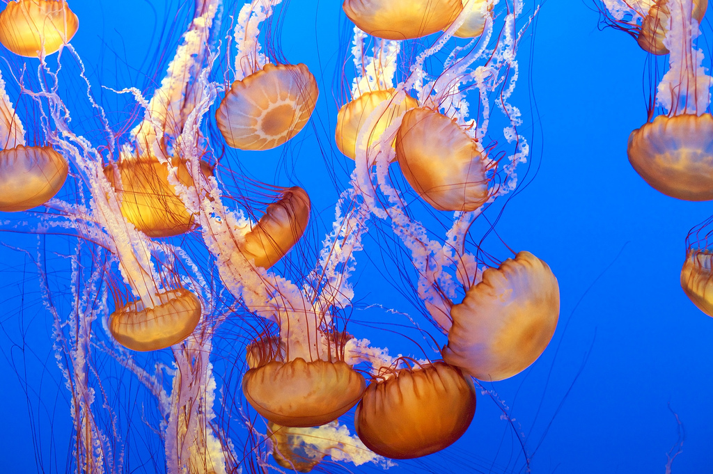 享受/加州特有海洋生态/与海洋萌物亲密接触/monterey bay aquarium)