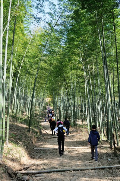 黄叶树介绍 wKgBZ1oMQ2iAUJVNABipVwmi4dk52.jpeg?imageView2%2F2%2Fw%2F600%2Fh%2F600%2Fq%2F90