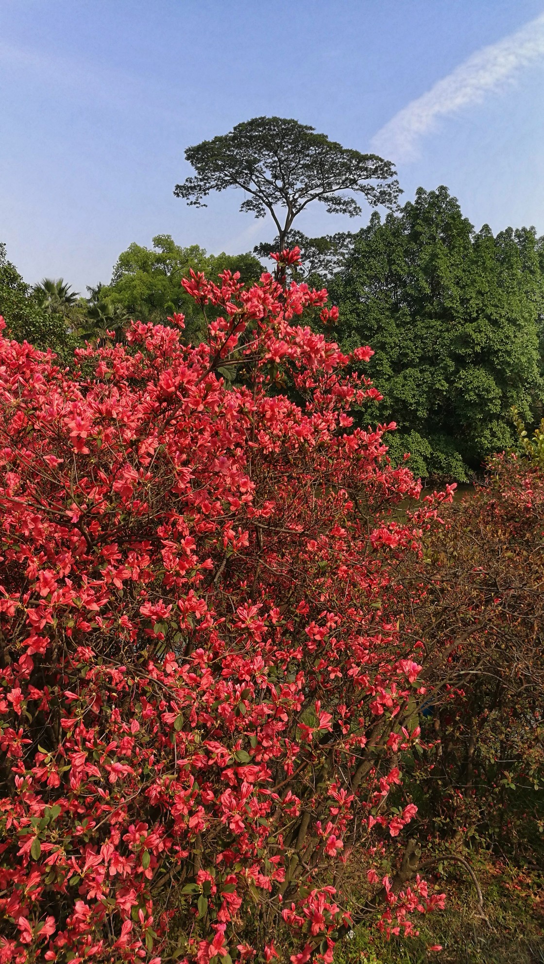 跟我去看禾雀花……华南植物园游记