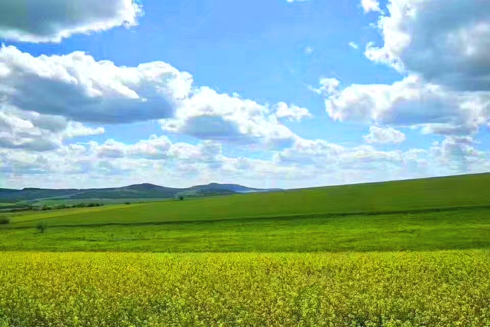 草原情