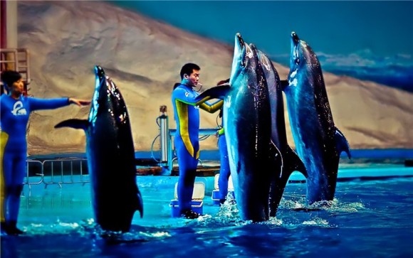 武汉海昌极地海洋世界游玩攻略,武汉海昌极地海洋世界游玩攻略最新