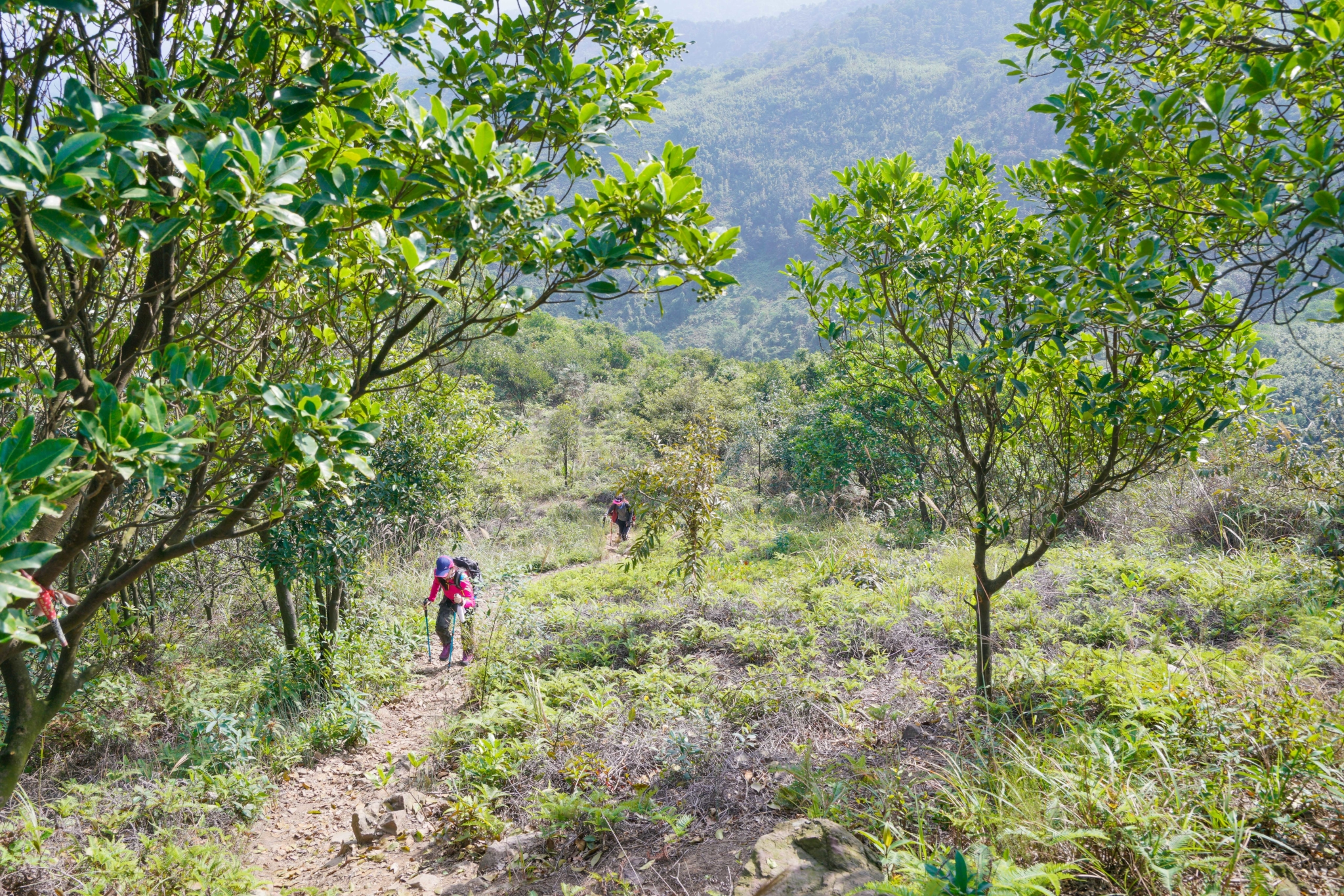 佛山高明茶山,只为拍照不为鸡之旅