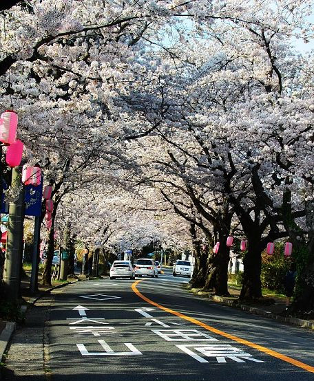 就见一条双车道的街道,道路起伏蜿蜒,道路两边都是高大的樱花树,樱树