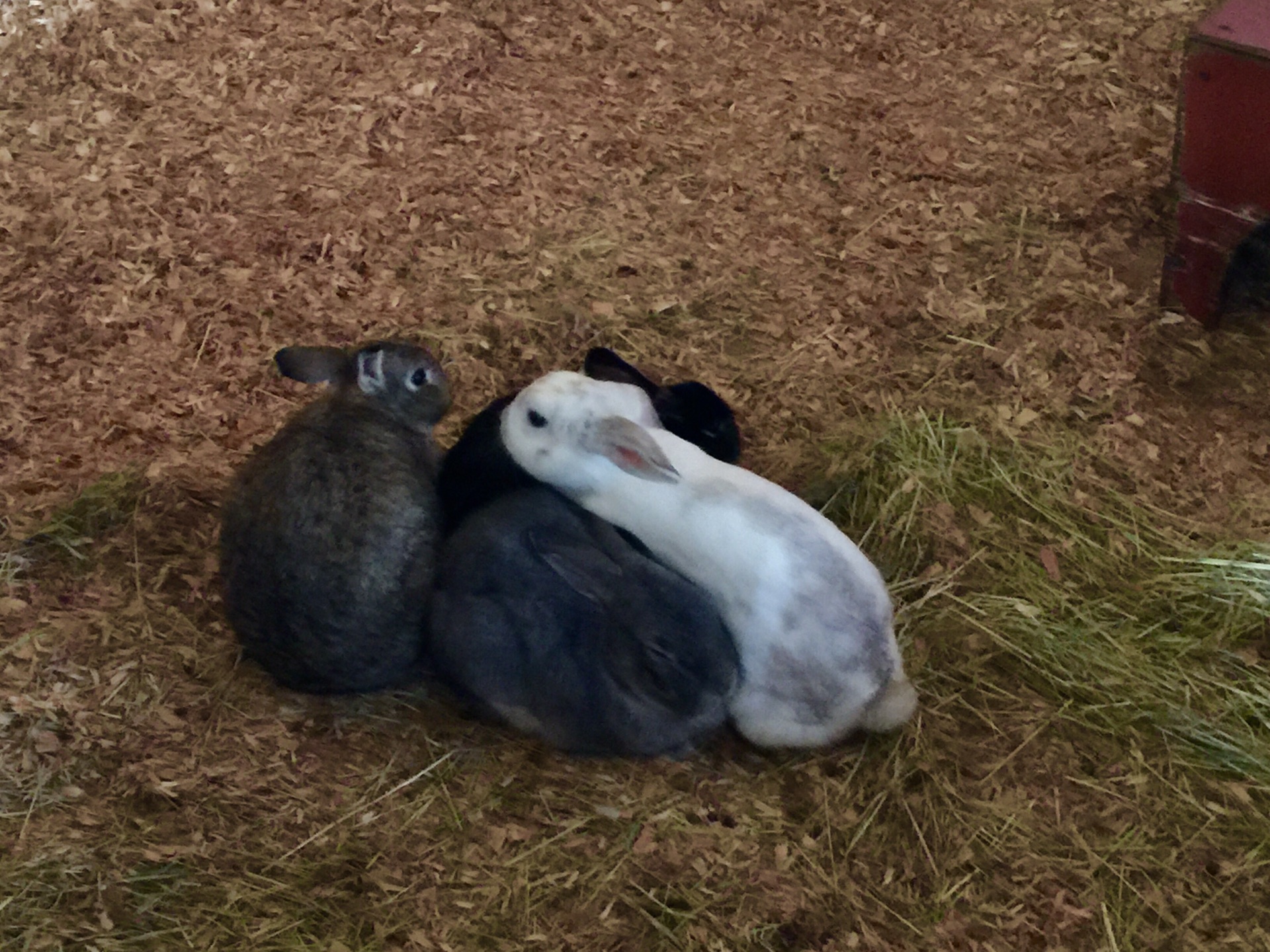 刚出生的小兔子