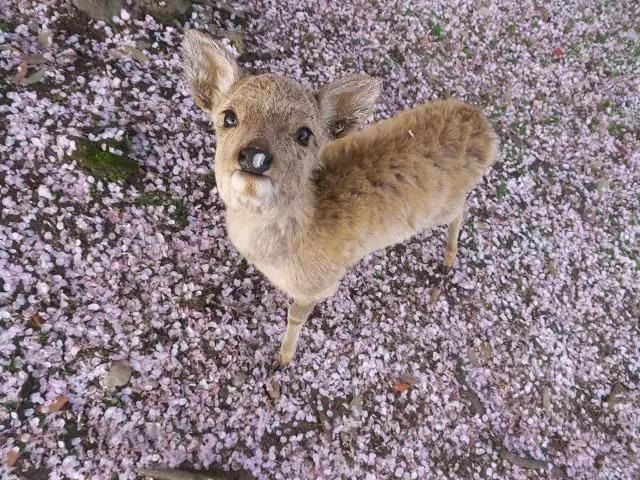 日本樱花季第三弹|关西赏樱地点全攻略：樱·鹿·你