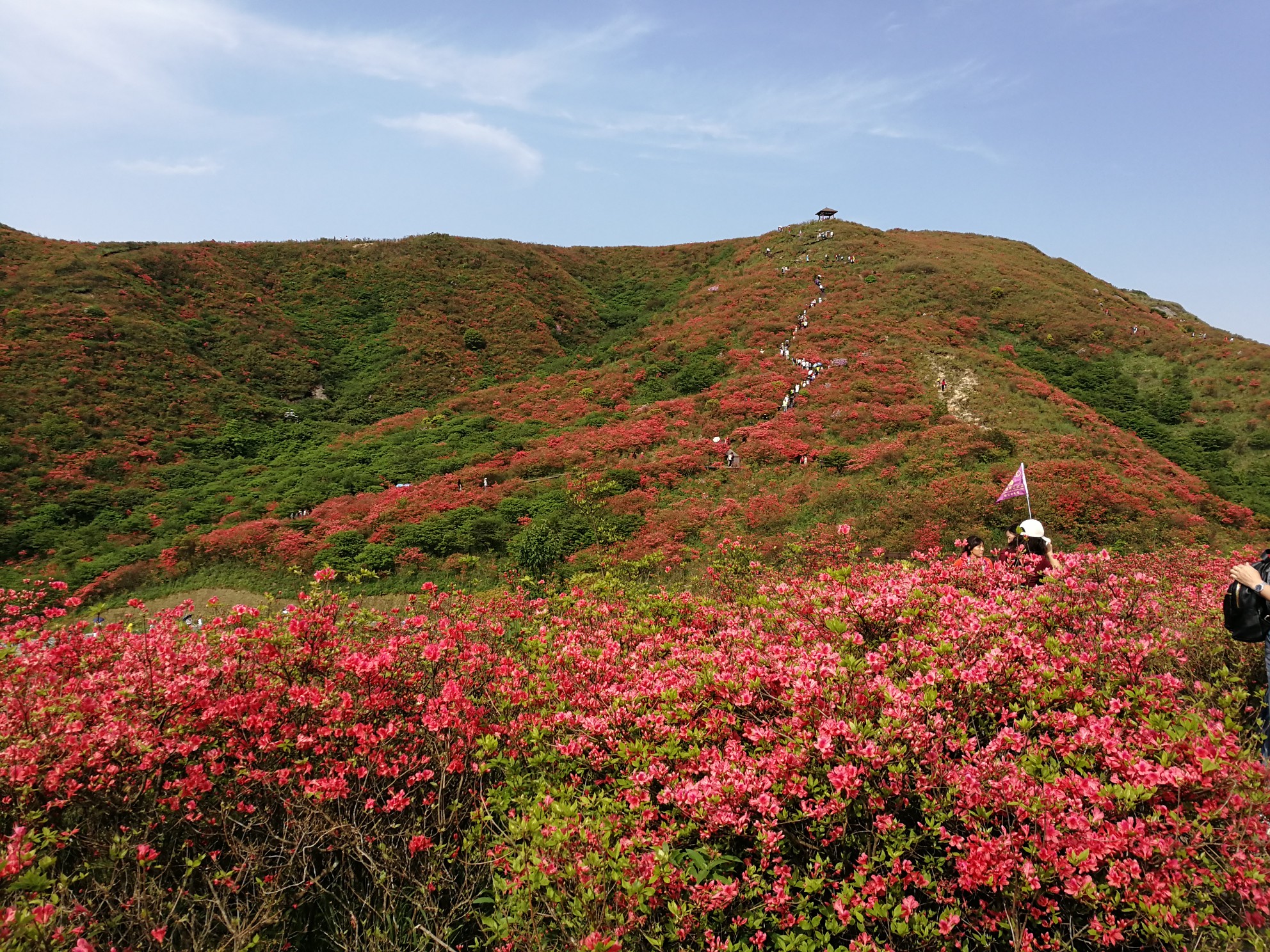 不期而遇的美浏阳大围山的杜鹃花海