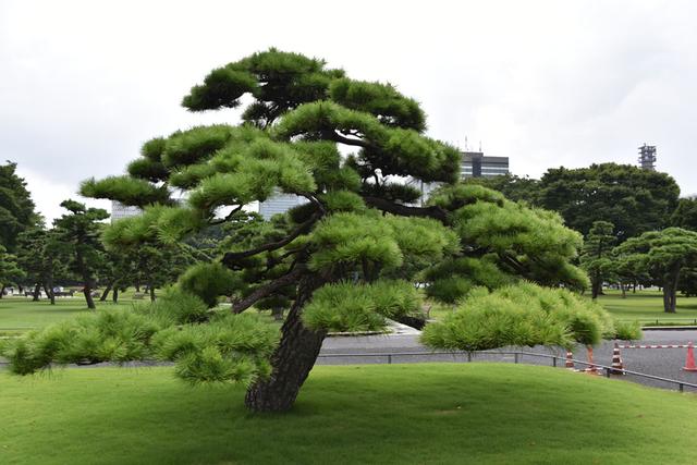【原创】日本纪行——日本皇宫外苑里的松树(组图)