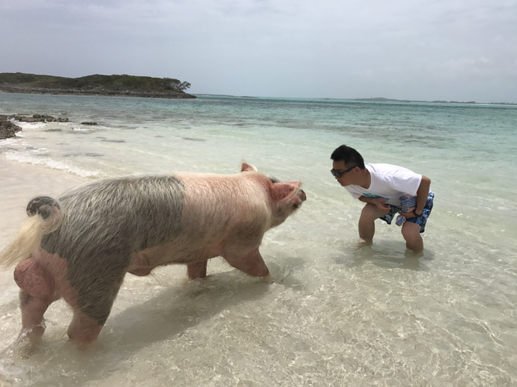 和粉红色沙滩一样,猪岛也是有关巴哈马出现最多的高频词之一.