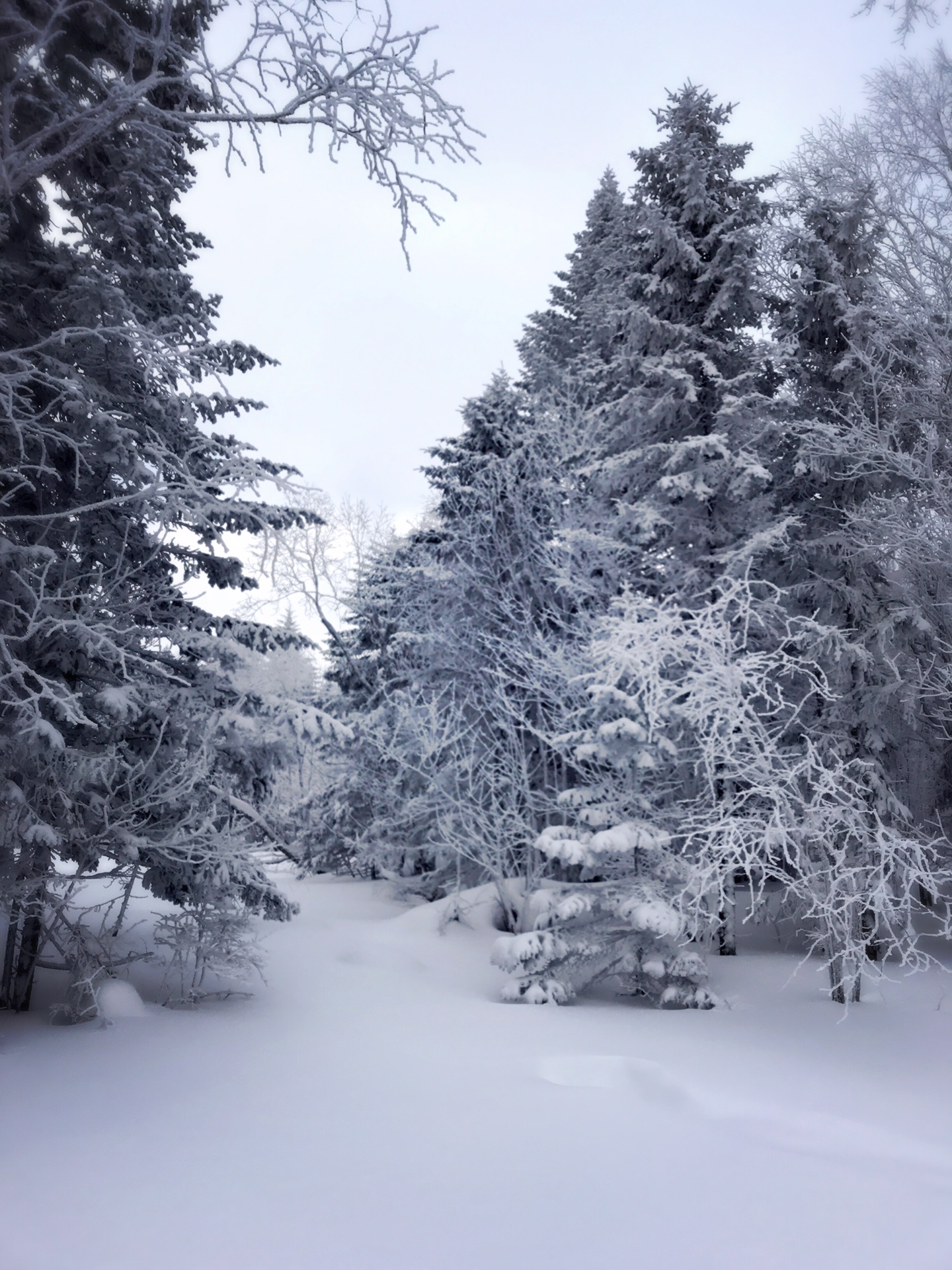 成语什么雪皑皑_有关雪的成语大全(2)