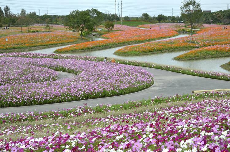 花开海上生态园位于上海市金山区朱泾镇西侧,面积约40万平方米,北邻