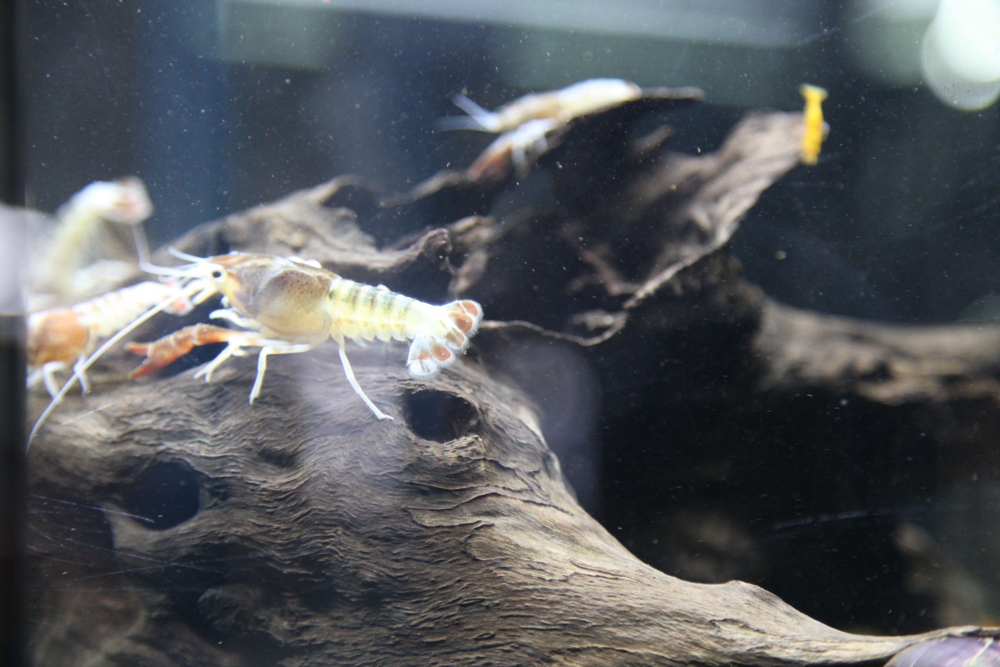 水族有多少人口_北流隆盛镇有多少人口(3)