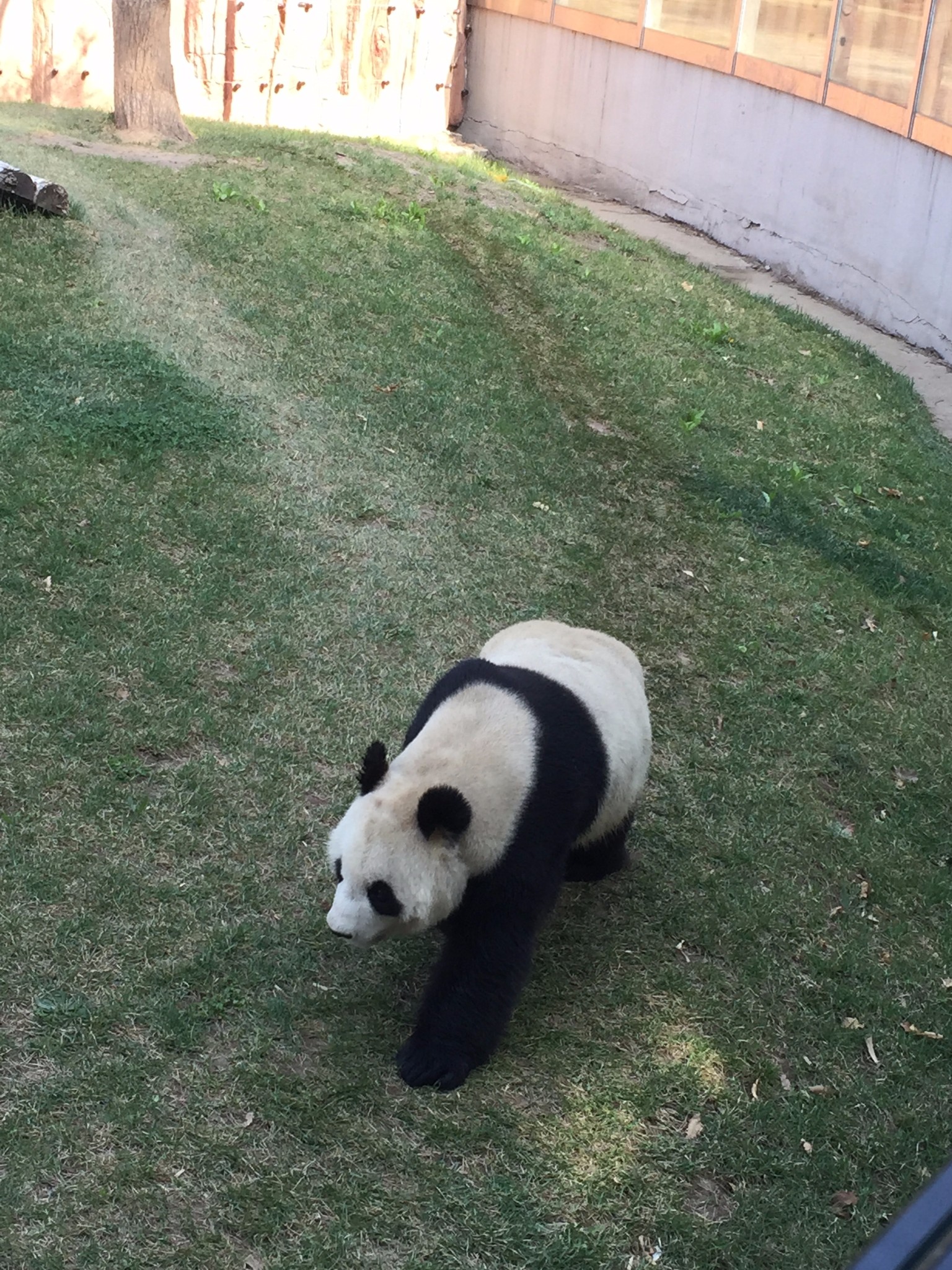 和熊猫姐姐看熊猫~长春篇