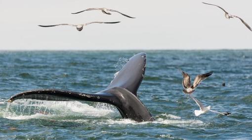 鲸鱼视频大全英语 wKgBZ1jTd86ALP4SAAD8Rvque4c68.jpeg?imageView2%2F2%2Fw%2F510%2Fh%2F8000%2Fq%2F100