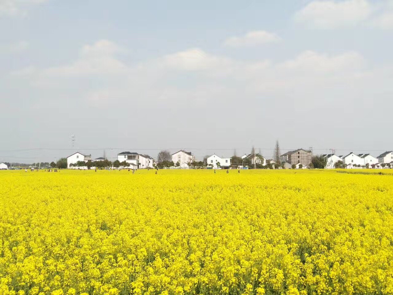 苏州吴江北联村油菜花