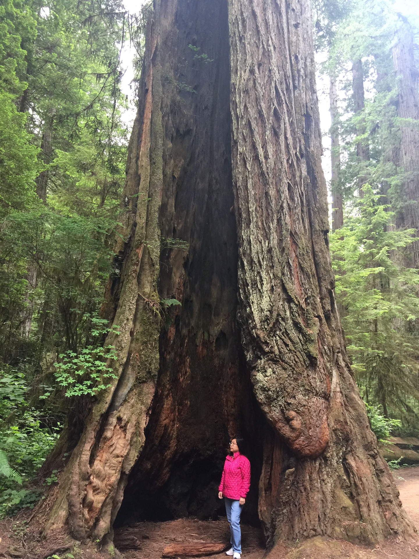 美国redwood national park(2017.7)