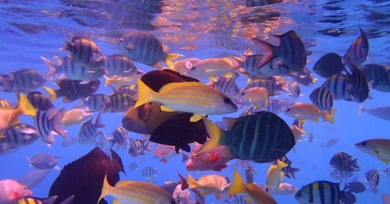 去马代浮潜必须要买潜水服吗?