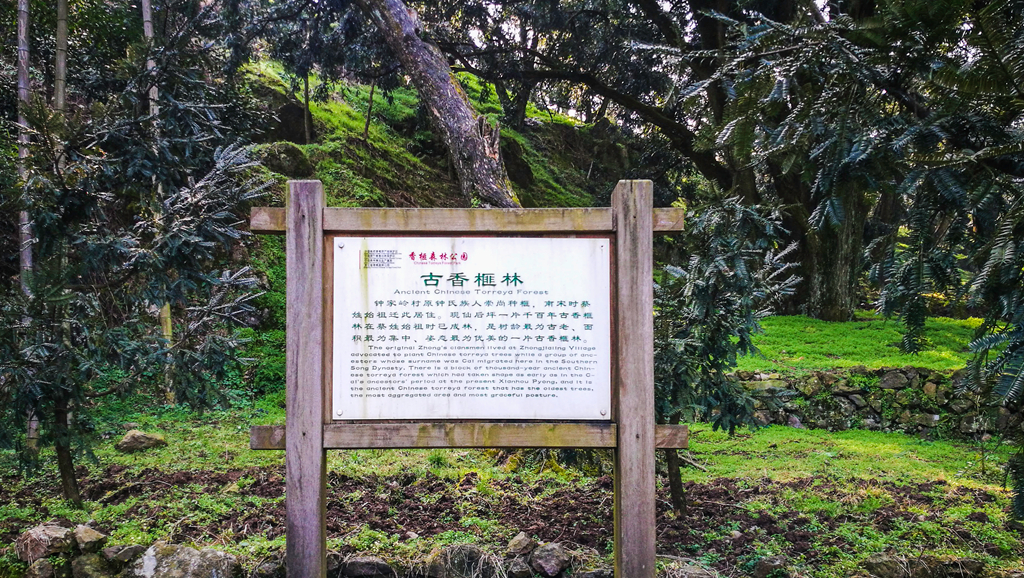 诸暨香榧森林公园