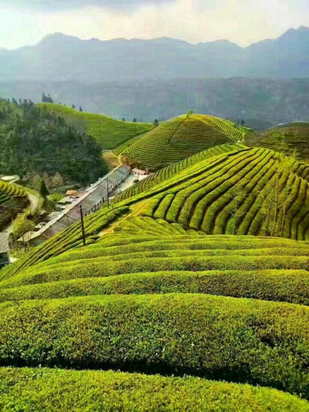 绿色茶园游玩攻略,绿色茶园游玩攻略大全
