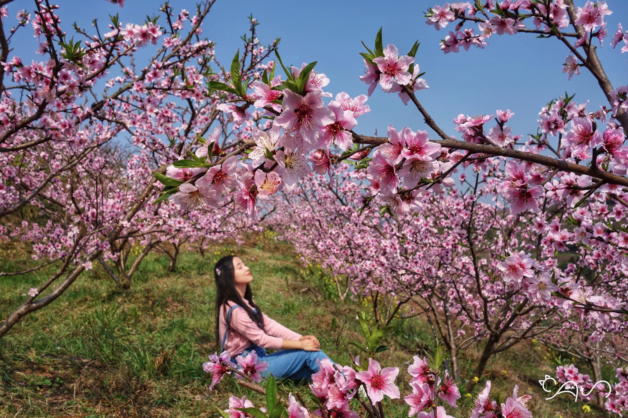 丹棱梅湾湖的桃花美若仙境,幸福古村宛若世外桃源