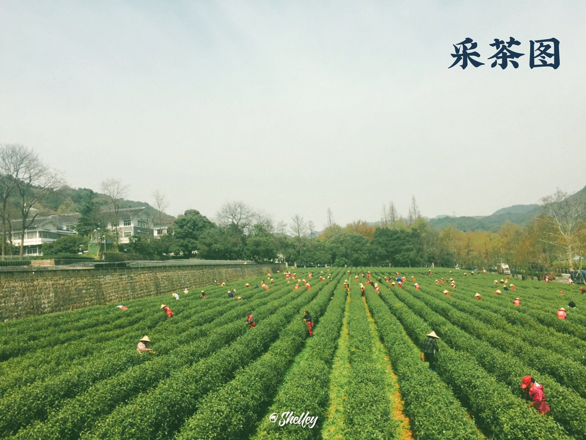 龙井村