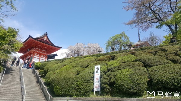 花见四月 流落在京都 -#一场没有樱花的花见之