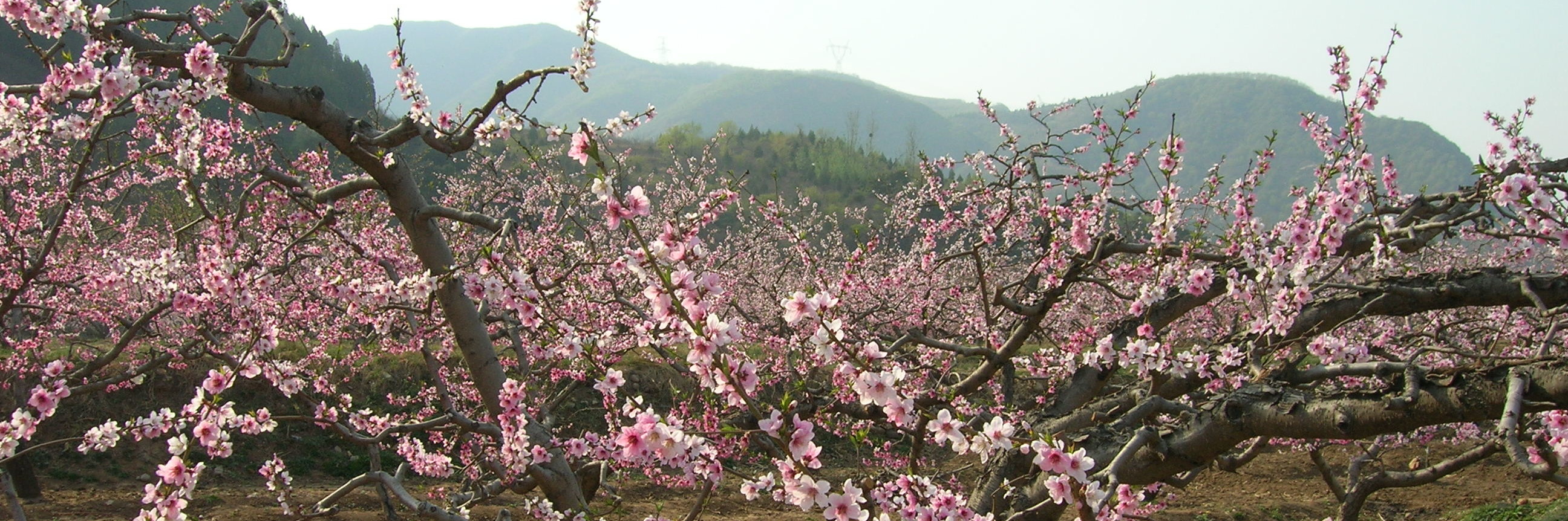 京城读书十八年 不知平谷桃花源(2011年4 月19日)