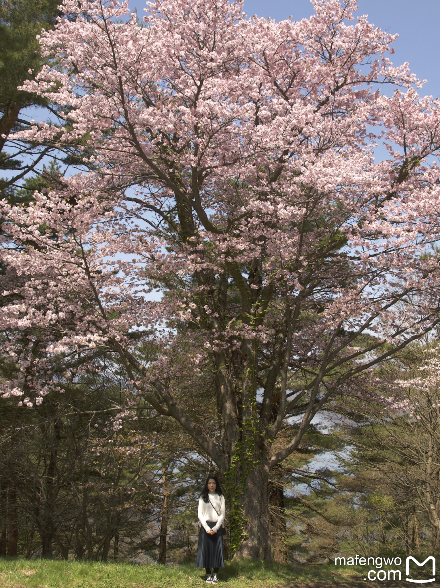 五月,北海道还有樱花