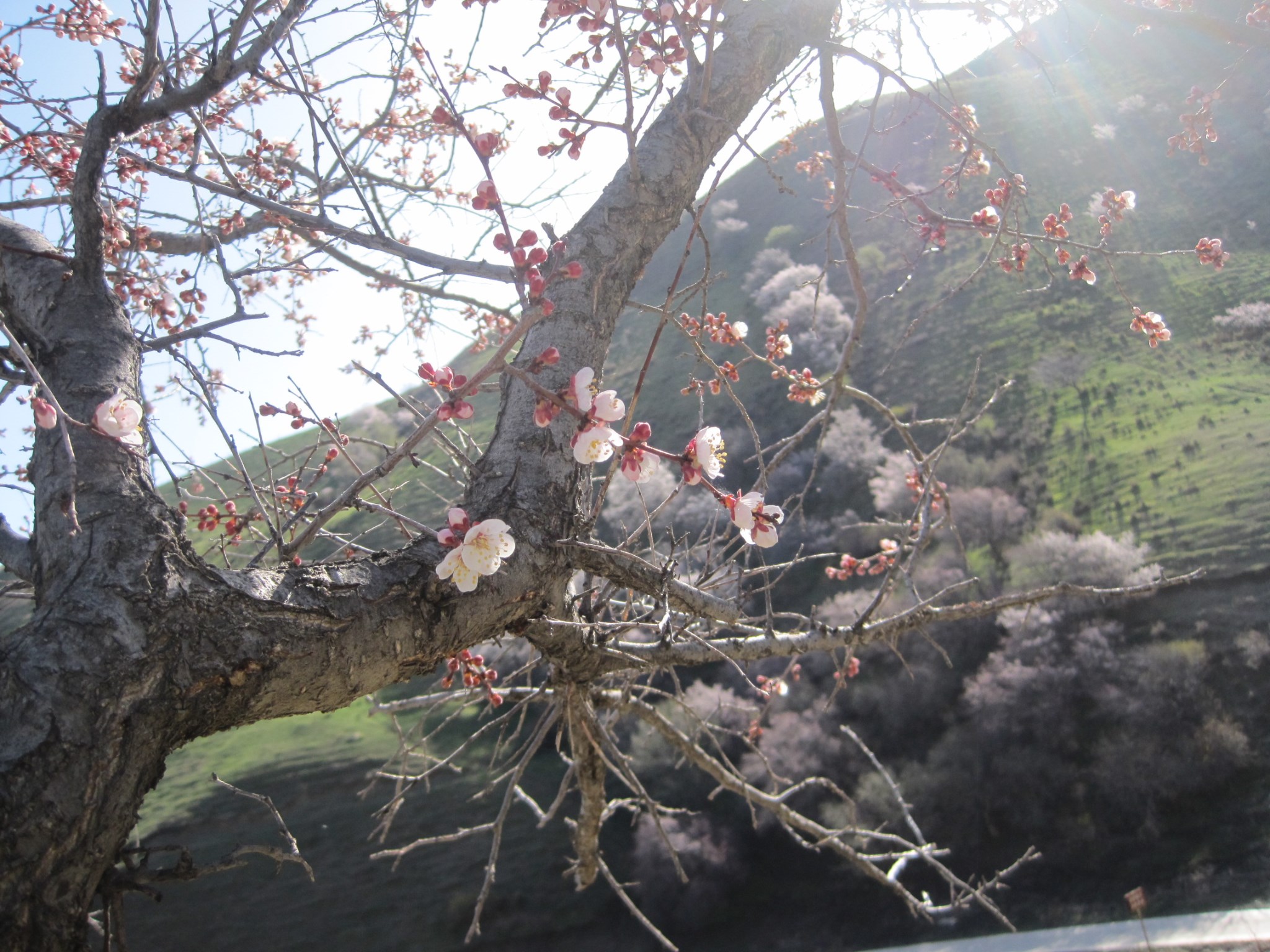 伊犁巩留县有多少人口_伊犁巩留县城市图片(2)