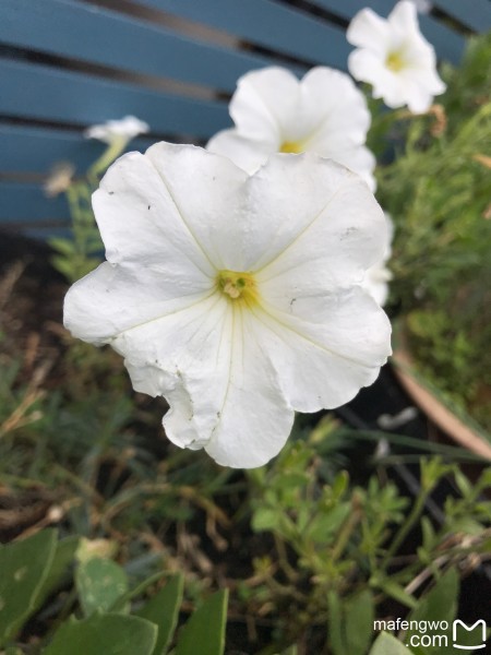 蝴蝶花怎么获得 wKgBEFqYuHuAcf1yAAhJlMFgcXM13.jpeg?imageView2%2F2%2Fw%2F600%2Fh%2F600%2Fq%2F90