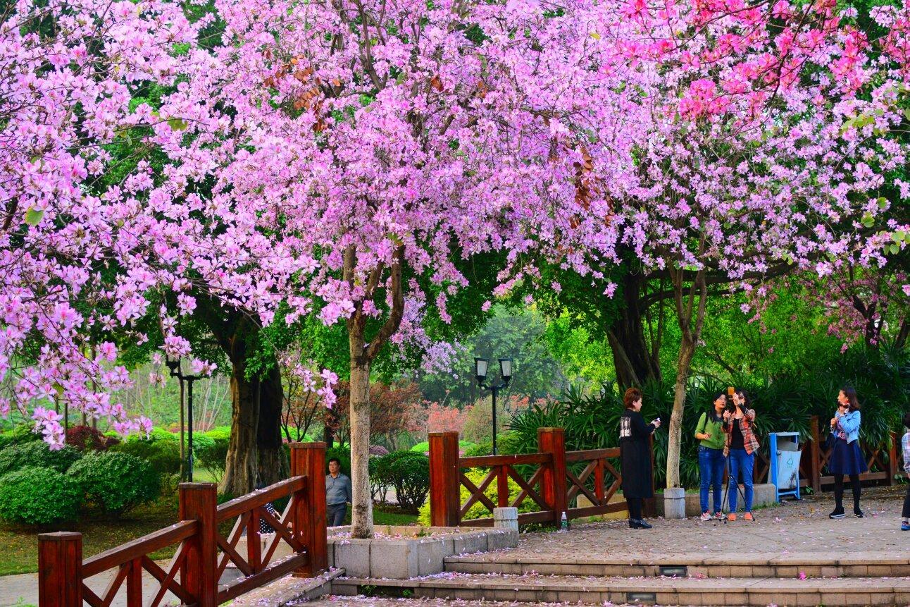 广州4月赏花有什么推荐，广州4月最适合赏花的地方是哪里