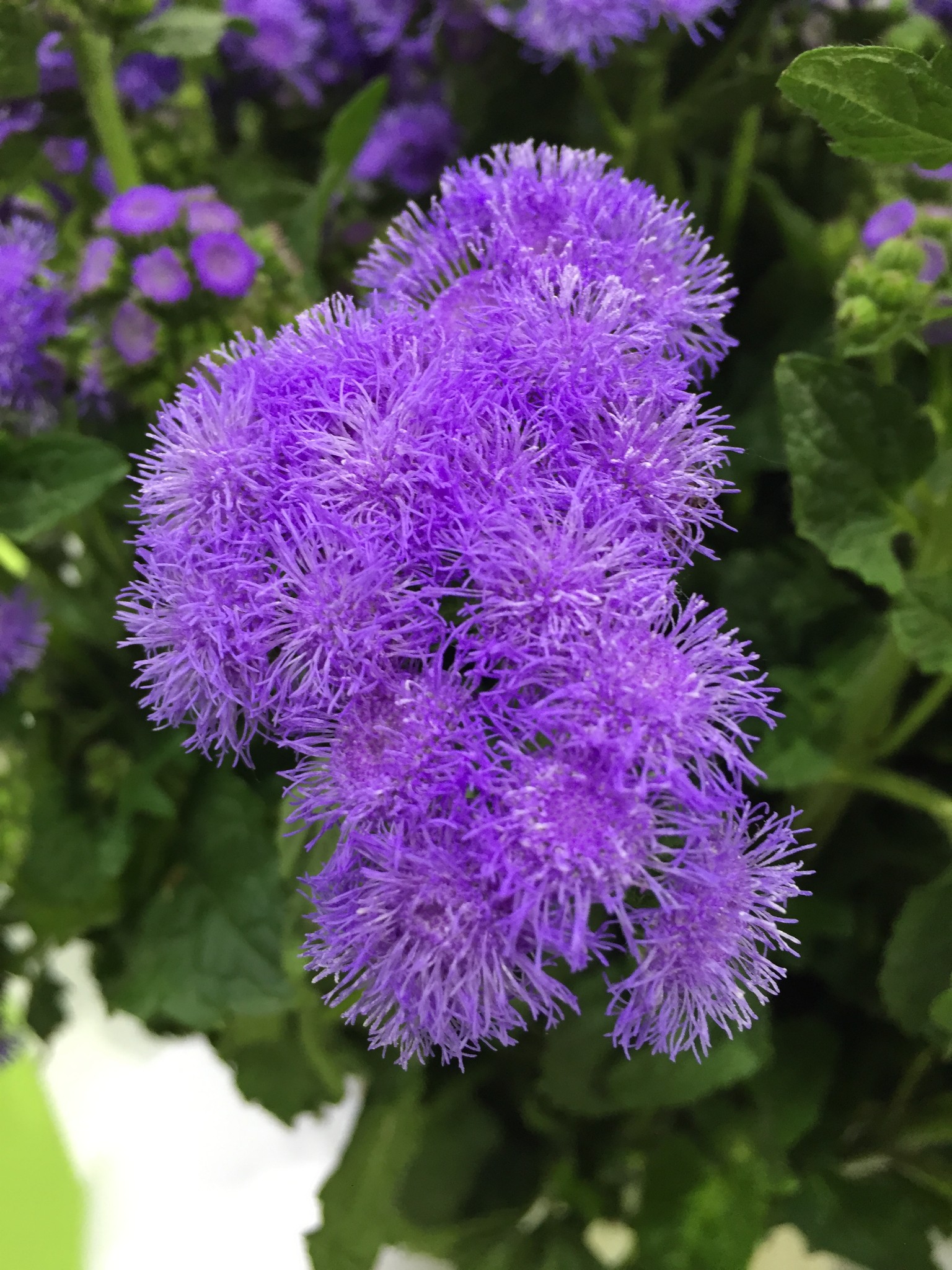 wKgBEFr5lBmAPRb6AApt64VGR3k06.jpeg?imageView2%2F2%2Fw%2F600%2Fh%2F600%2Fq%2F90