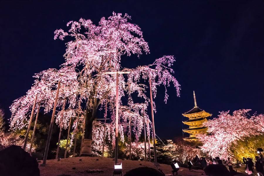 京都赏夜樱半日游(快速入场 樱花名所二条城 东寺 东急京都大饭店享用