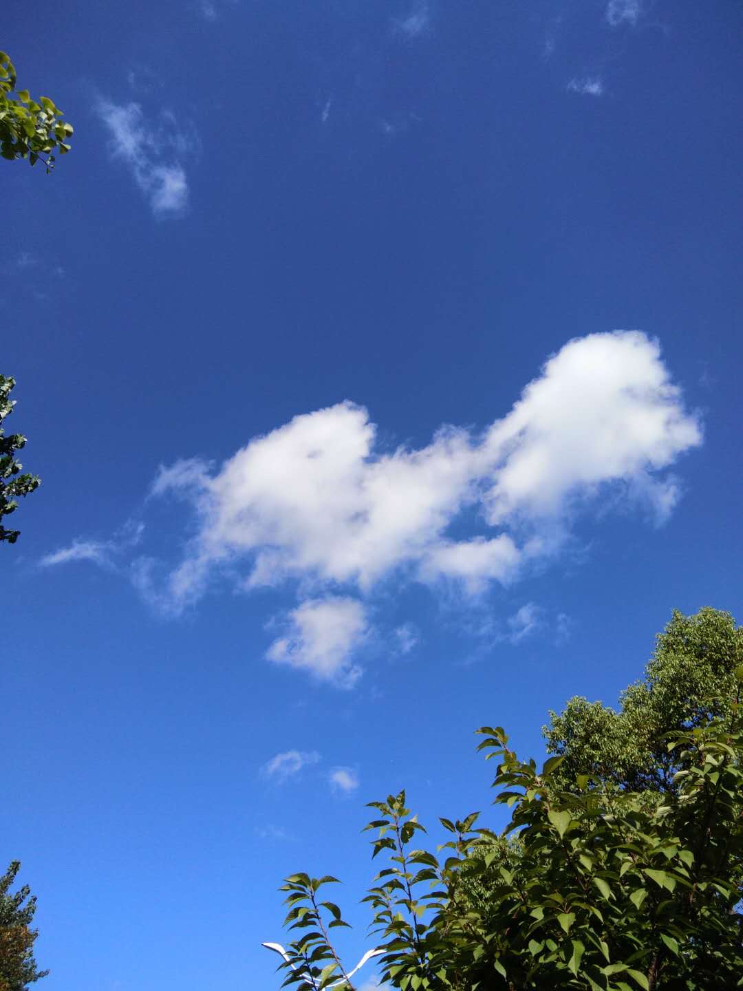 喜欢抬头望天,喜欢这湛蓝的天空