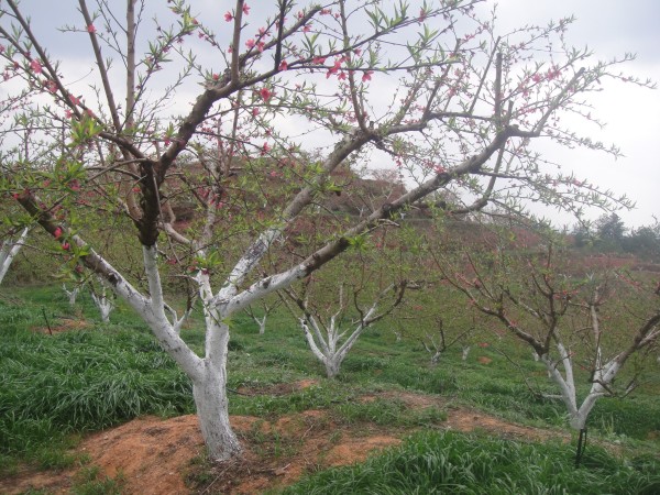 三月三,去赏花(赣州信丰县城绕大塘、坪石骑