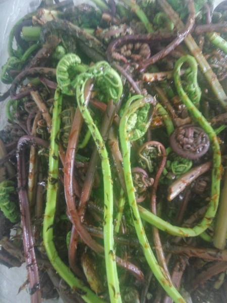 婆婆丁是什么样子的 wKgBEFrmsseAFk-kAAbaOWnHTc833.jpeg?imageView2%2F2%2Fw%2F600%2Fh%2F600%2Fq%2F90