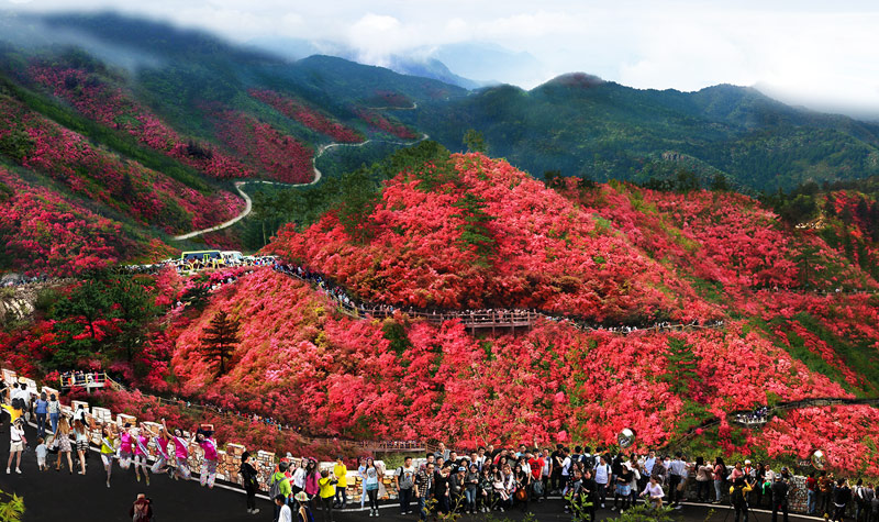 武汉木兰云雾山景区门票(未验证随时可退 杜鹃花海)