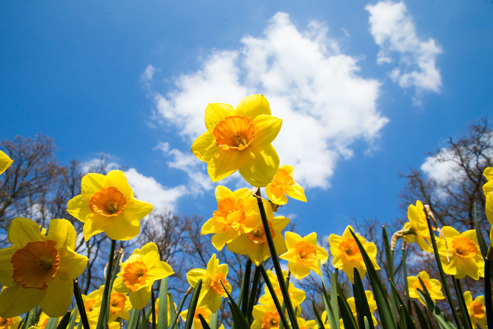 荷兰 库肯霍夫公园郁金香公园门票(免排队)