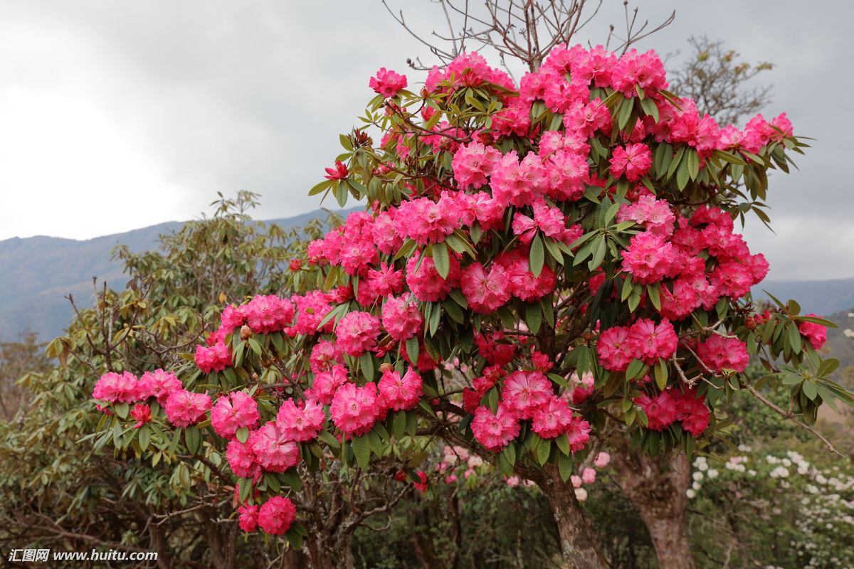 5月初,大理苍山的杜鹃花还有吗