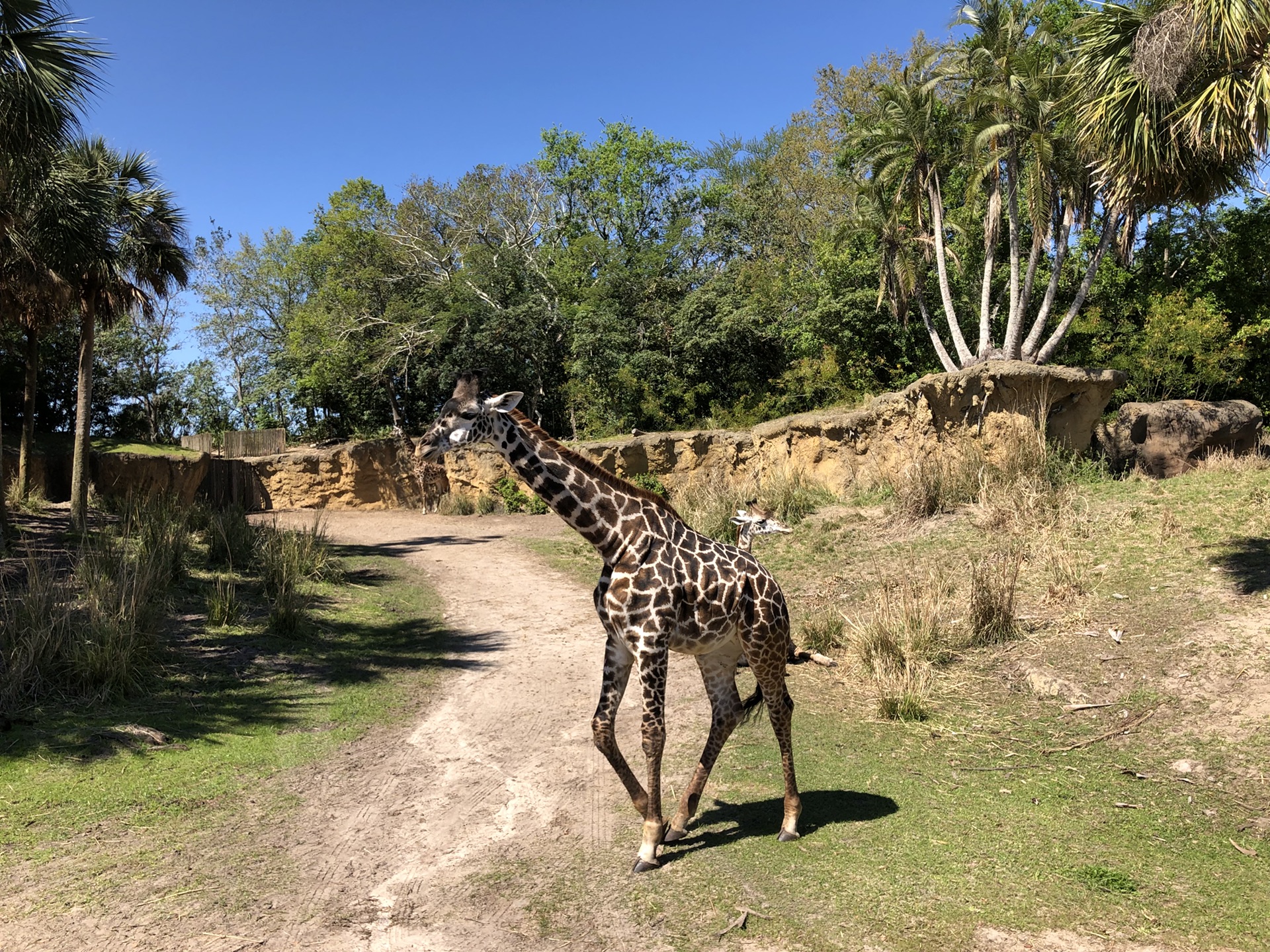 d16:orlando(fl)-disneyland animal kingdom