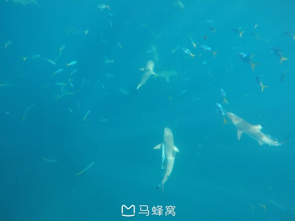 蓝色的梦想 wKgBEFtQtd-ADbLCAASdtwM80MQ27.jpeg?imageView2%2F2%2Fw%2F600%2Fh%2F600%2Fq%2F90