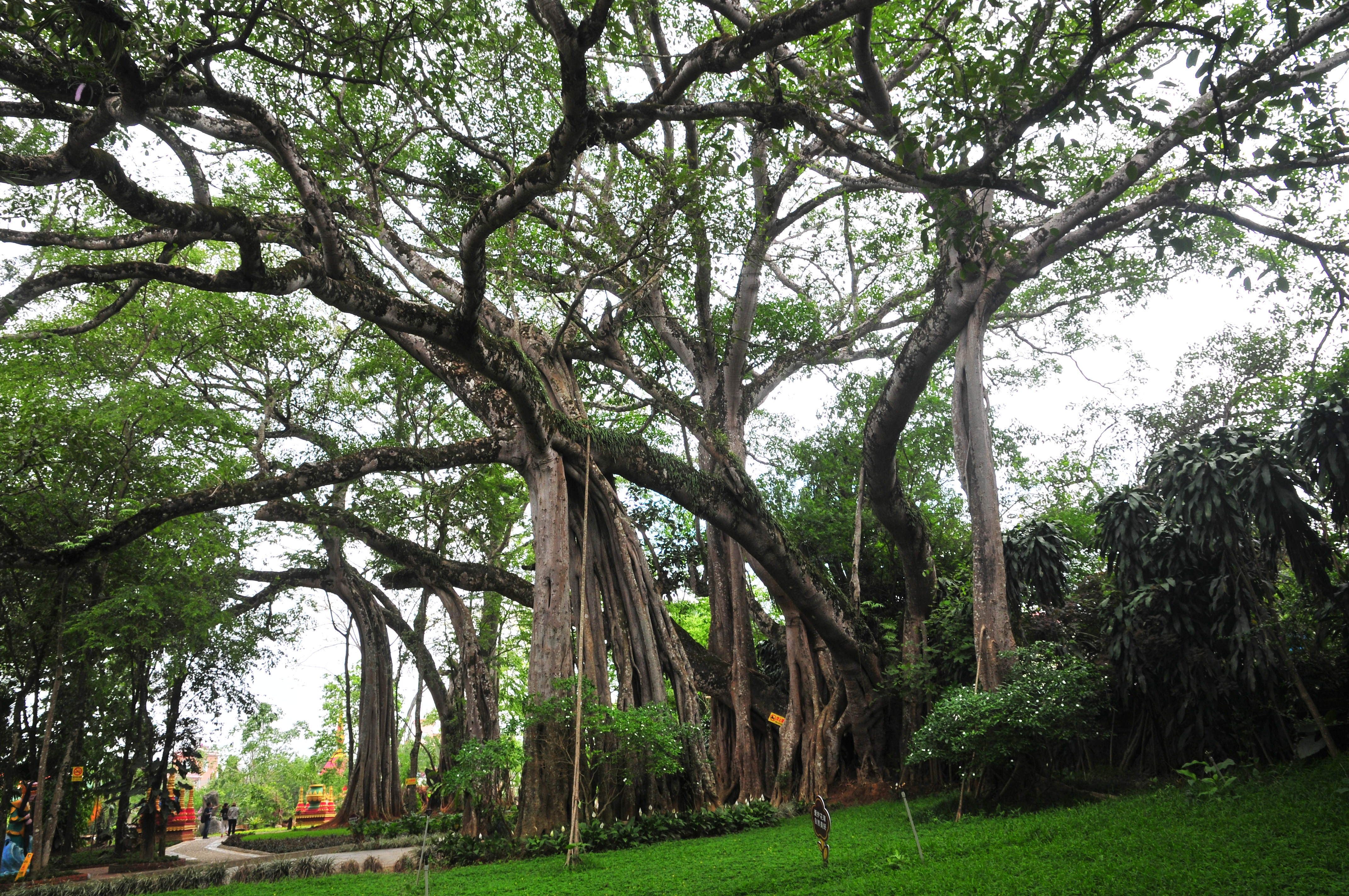 姐告GDP_中国gdp增长图