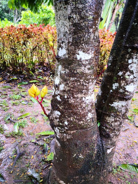 无忧树开花 wKgED1woODuAGHGcABfO5yD81kM69.jpeg?imageView2%2F2%2Fw%2F600%2Fh%2F600%2Fq%2F90