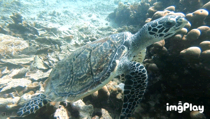 不过回来看照片发现我唯一看到的一只海龟是比较珍稀的海龟-玳瑁耶