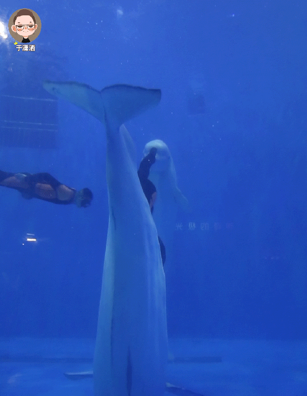 海底世界 海洋馆 水族馆 600_773 竖版 竖屏 手机 gif 动态图 动图
